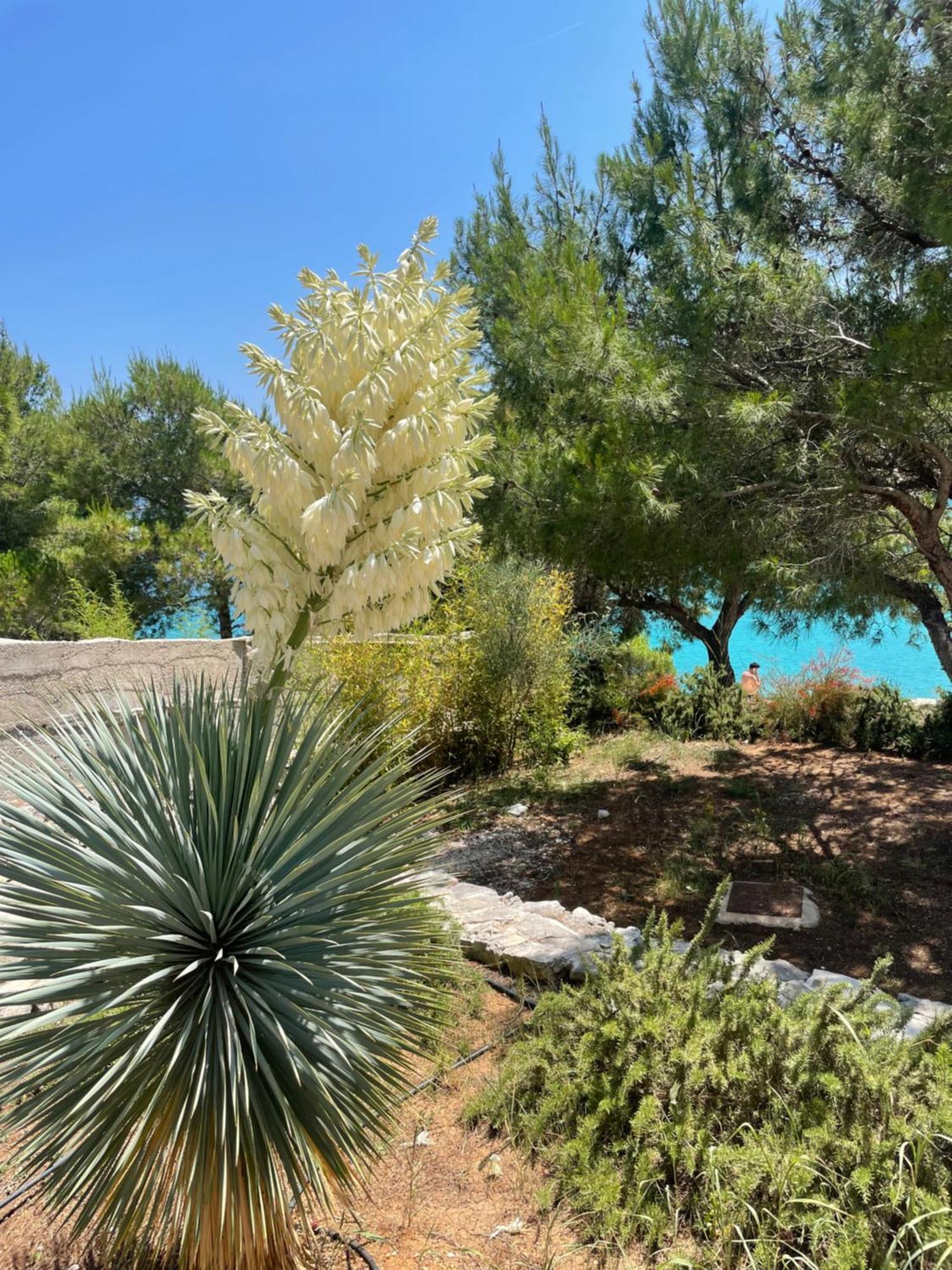 Luxury Villa Kate - In Lucice Bay With Turquoise Sea, Amazing Seaviews, And Heated Pool Milna  Extérieur photo